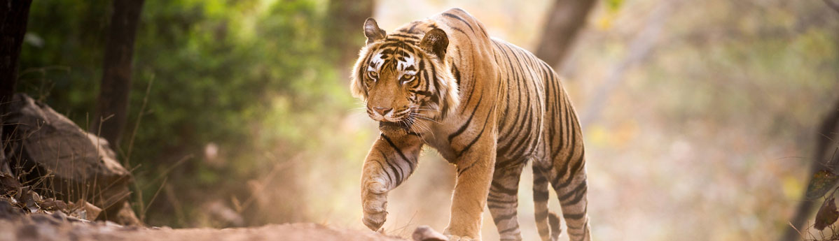 ranthambhore-national-park