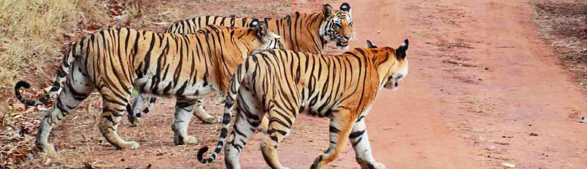 sariska tiger