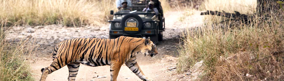 jim-corbett-national-park