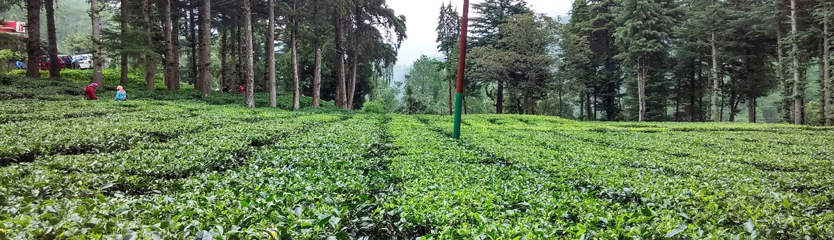 kausani-tea-estate