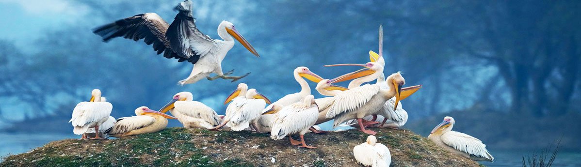 kumarakom bird sanctuary
