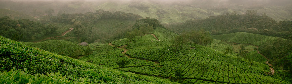 munnar-tea-garden