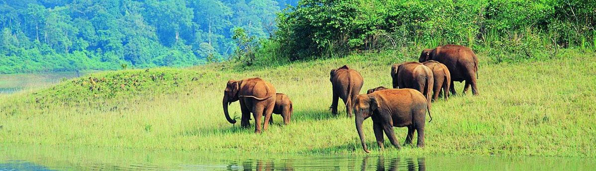 periyar-national-park