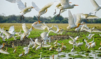 Delhi Agra Bharatpur Tour  