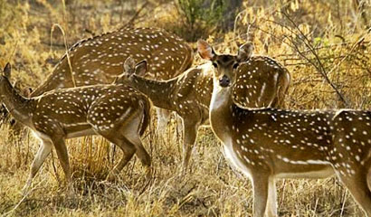 Jaipur Sariska Tour Package